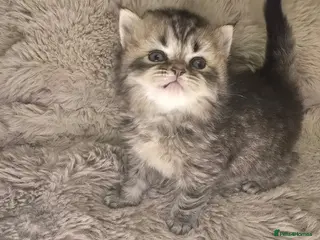 Exotic cats Beautiful adorable exotic babies - Advert 4