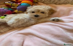 Maltipoo dogs for sale: Beautiful maltipoo puppies looking for new homes  - Image 17
