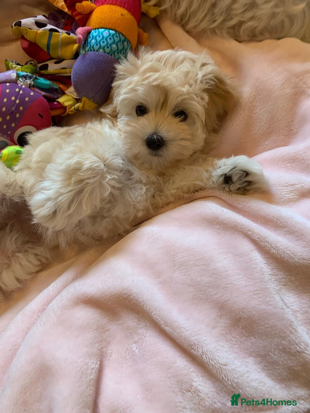 Maltipoo dogs for sale: Beautiful maltipoo puppies looking for new homes  - Image 17