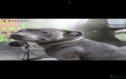 Staffordshire Bull Terrier dogs for sale: Blue staff puppies  - Image 16