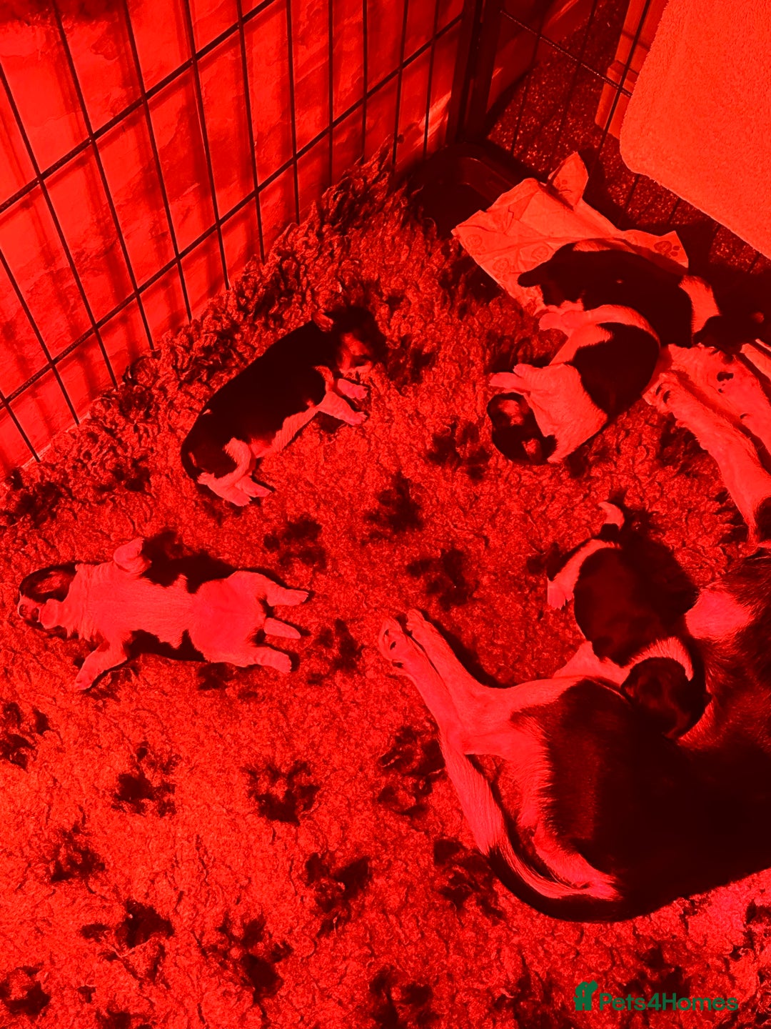 Jack Russell dogs for sale: Stunning Jack Russell puppies  - Image 13