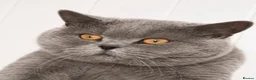 British Shorthair cats for sale: Beautiful pedigree British Short Hair kittens  - Advert 4