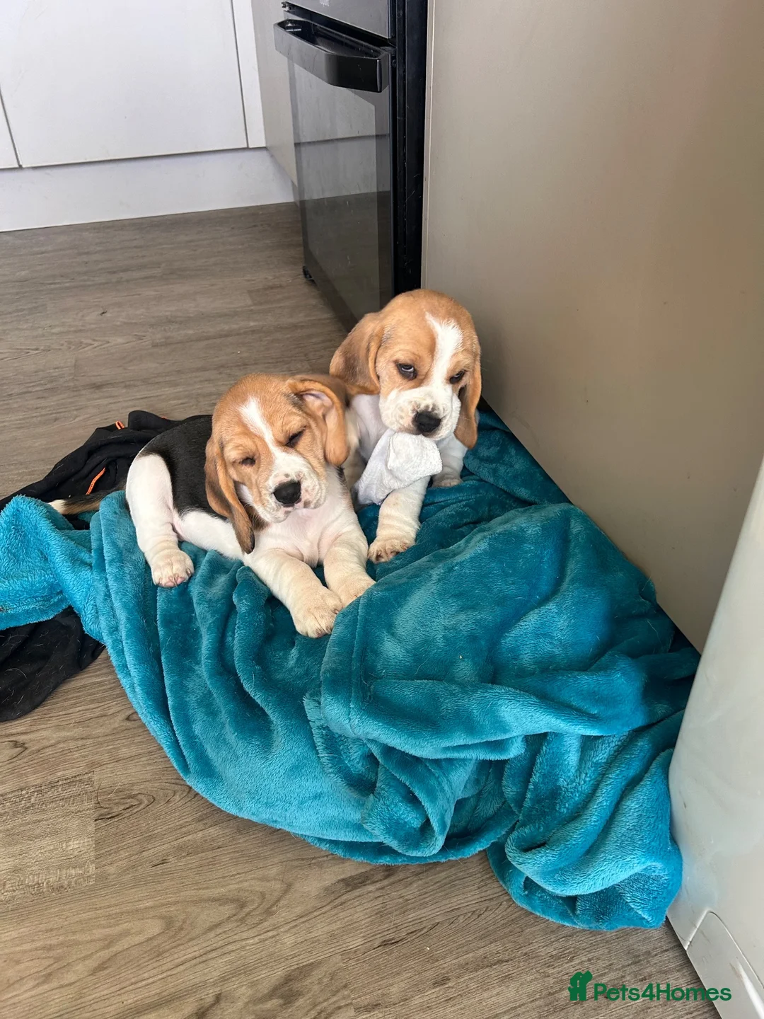 Beagle dogs for sale: Beautiful KC registered beagle puppies - Advert 18