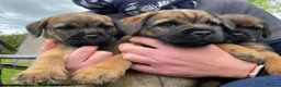 Border Terrier dogs for sale: Beautiful Border terrier pups - Advert 4