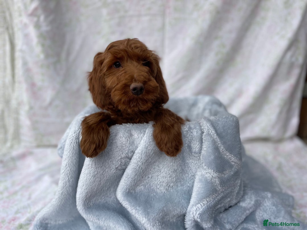 Cockapoo dogs for sale: F1 fox red cockapoos mixed littler new ad   - Image 4
