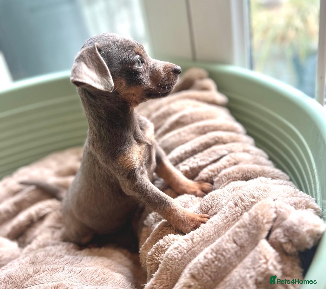 Jack Russell dogs for sale: Jack Russell Puppy 1 - Stunning much Wenlock puppy  - Image 4