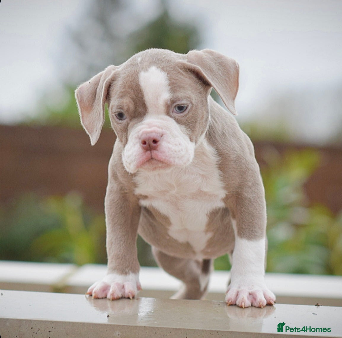 Old Tyme Bulldog dogs 5⭐️RATED COUNCIL APPROVED💥LICENSED 23 YEAR EXPERT - Advert 9