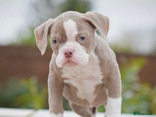 Old Tyme Bulldog dogs 5⭐️RATED COUNCIL APPROVED💥LICENSED 23 YEAR EXPERT - Advert 9