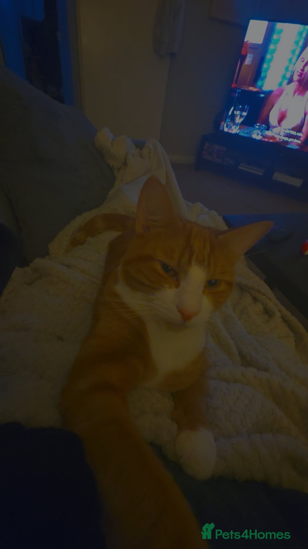 British Shorthair cats for sale: 1 male cat for sale  - Advert 4