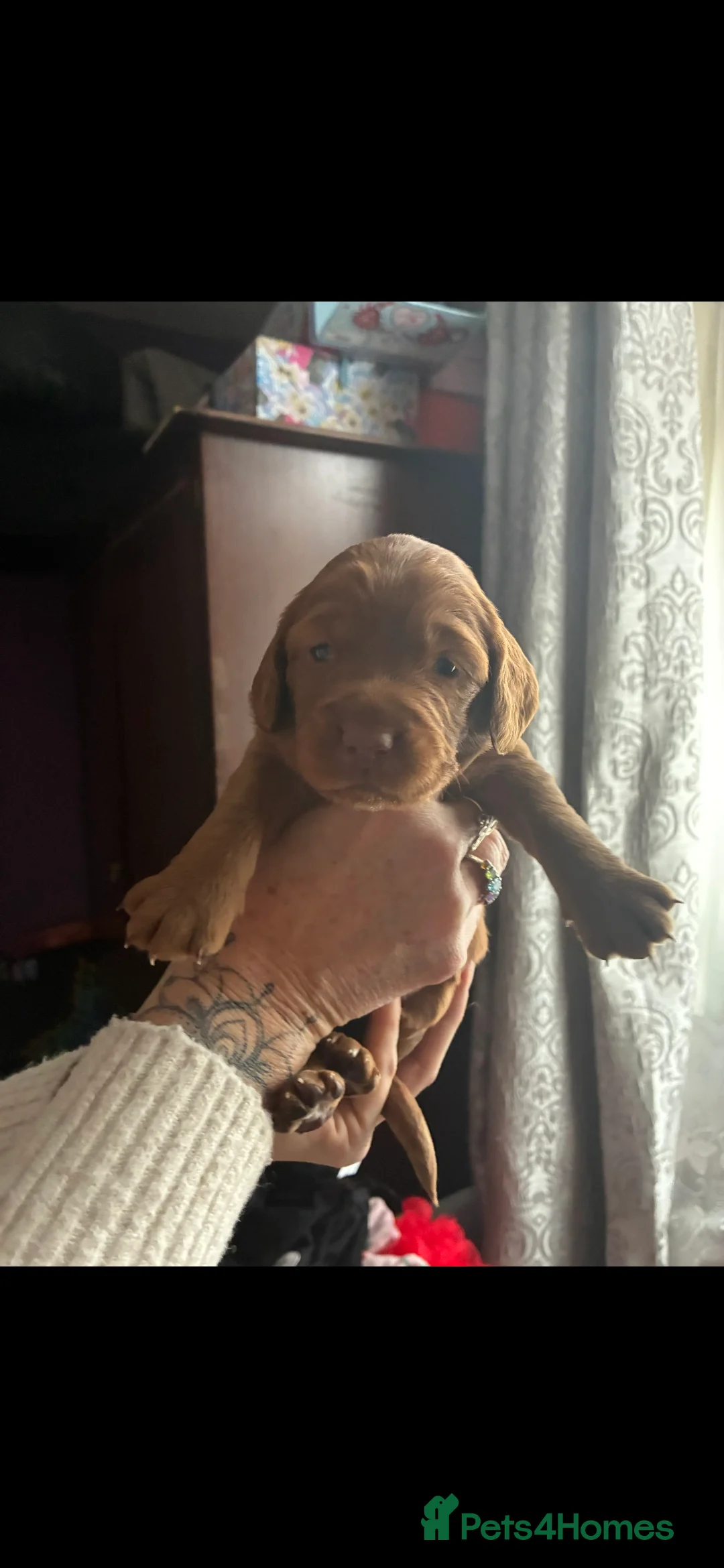 Cockapoo dogs for sale: F1B Red and fox red cockapoo litter - Advert 13