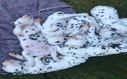 Dalmatian dogs for stud: Kc Baer tested studs available proven in Bedford - Image 14