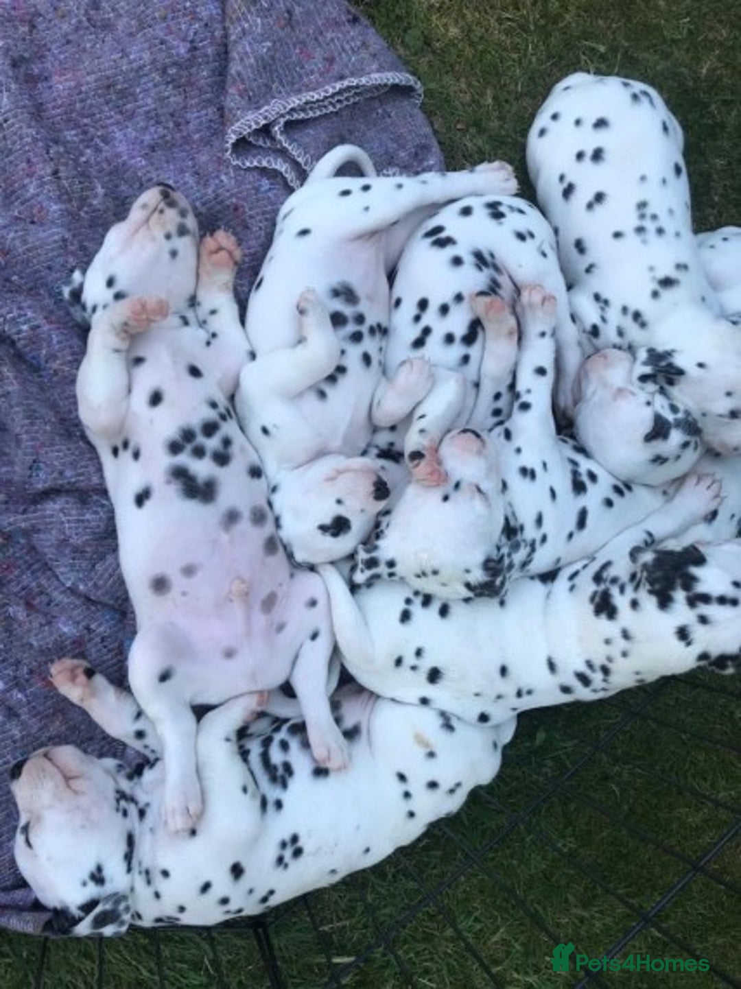 Dalmatian dogs for stud: Kc Baer tested studs available proven in Bedford - Image 14