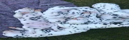 Dalmatian dogs for stud: Kc Baer tested stud sperm tested for quality  in Bedford - Advert 14