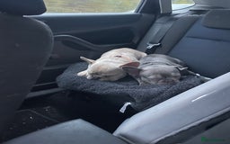 French Bulldog dogs for sale: X2 frenchies French bull dogs (read full add) - Image 2