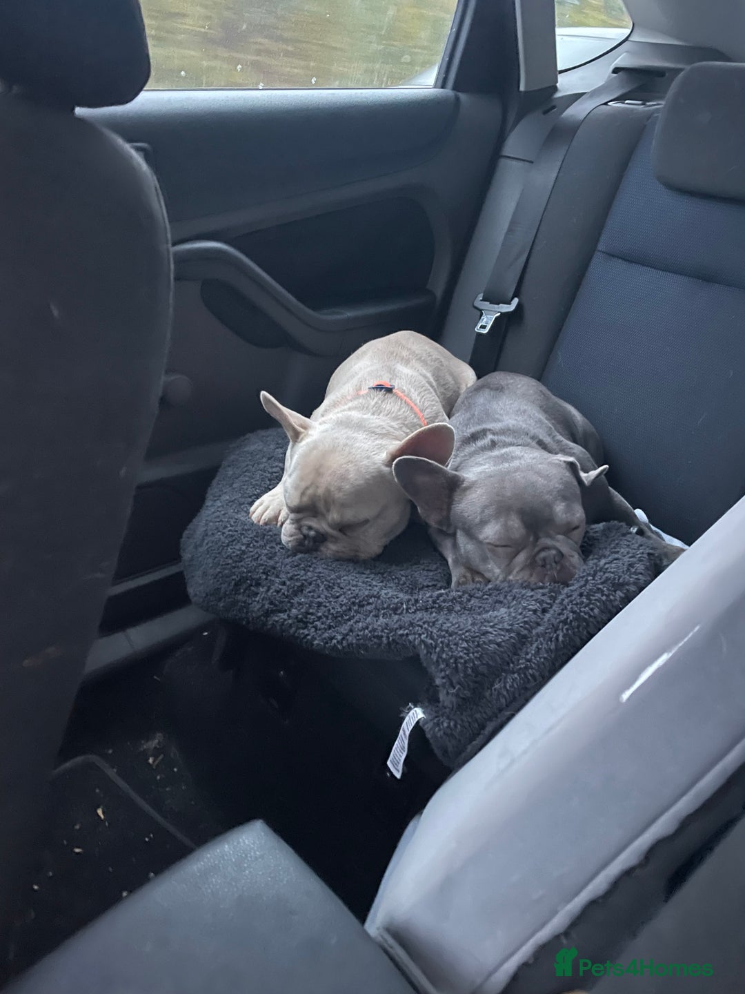 French Bulldog dogs for sale: X2 frenchies French bull dogs (read full add) - Image 2