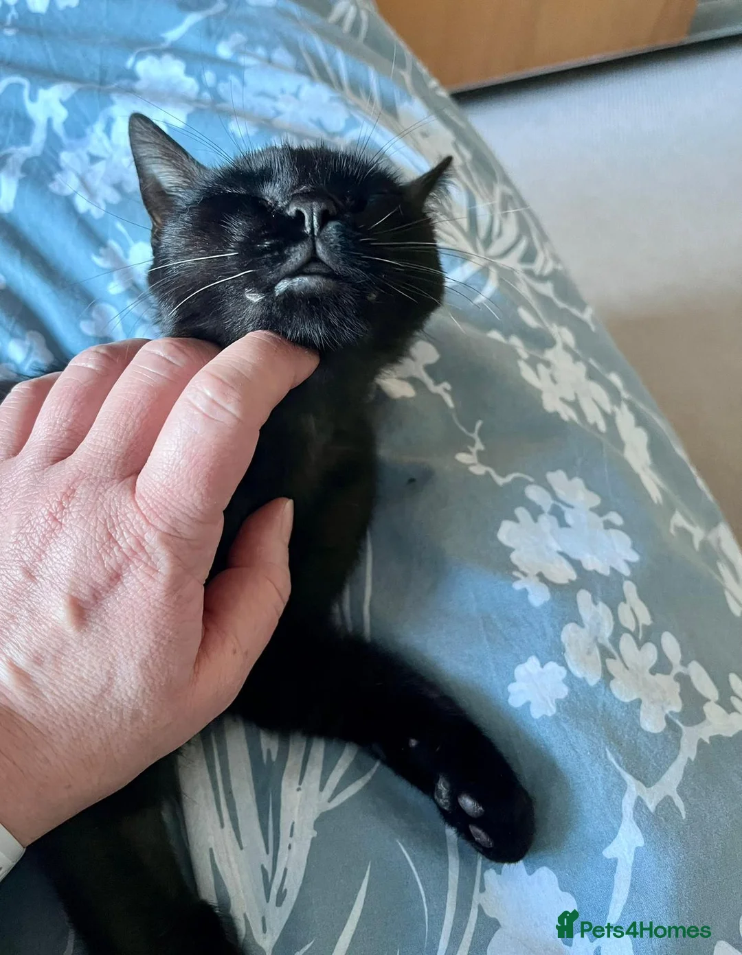 Domestic Shorthair cats for adoption: Ava, 8 month old female (neutered)  in Basingstoke - Advert 3