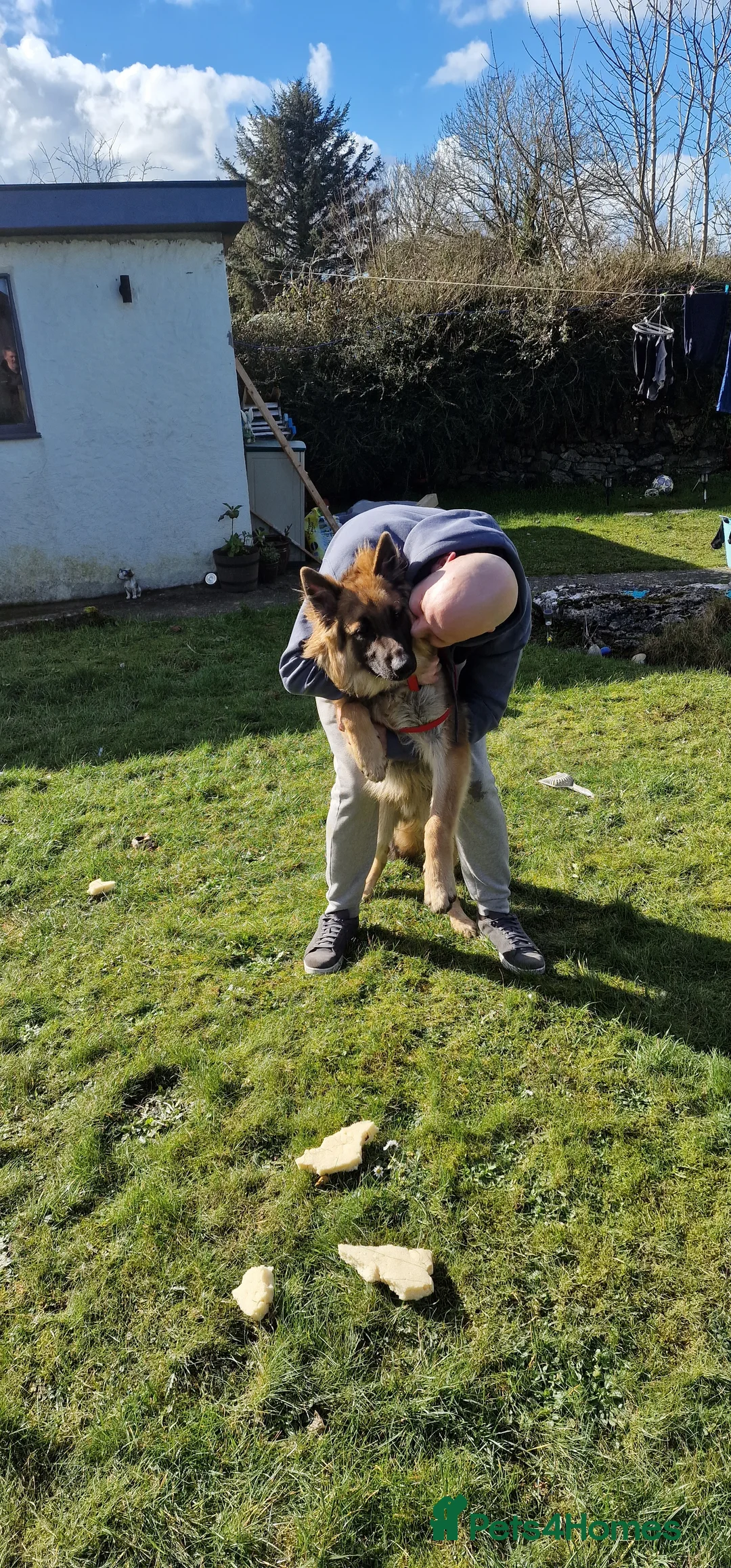 German Shepherd dogs for sale: Bear German Shepard 8 months - Advert 6
