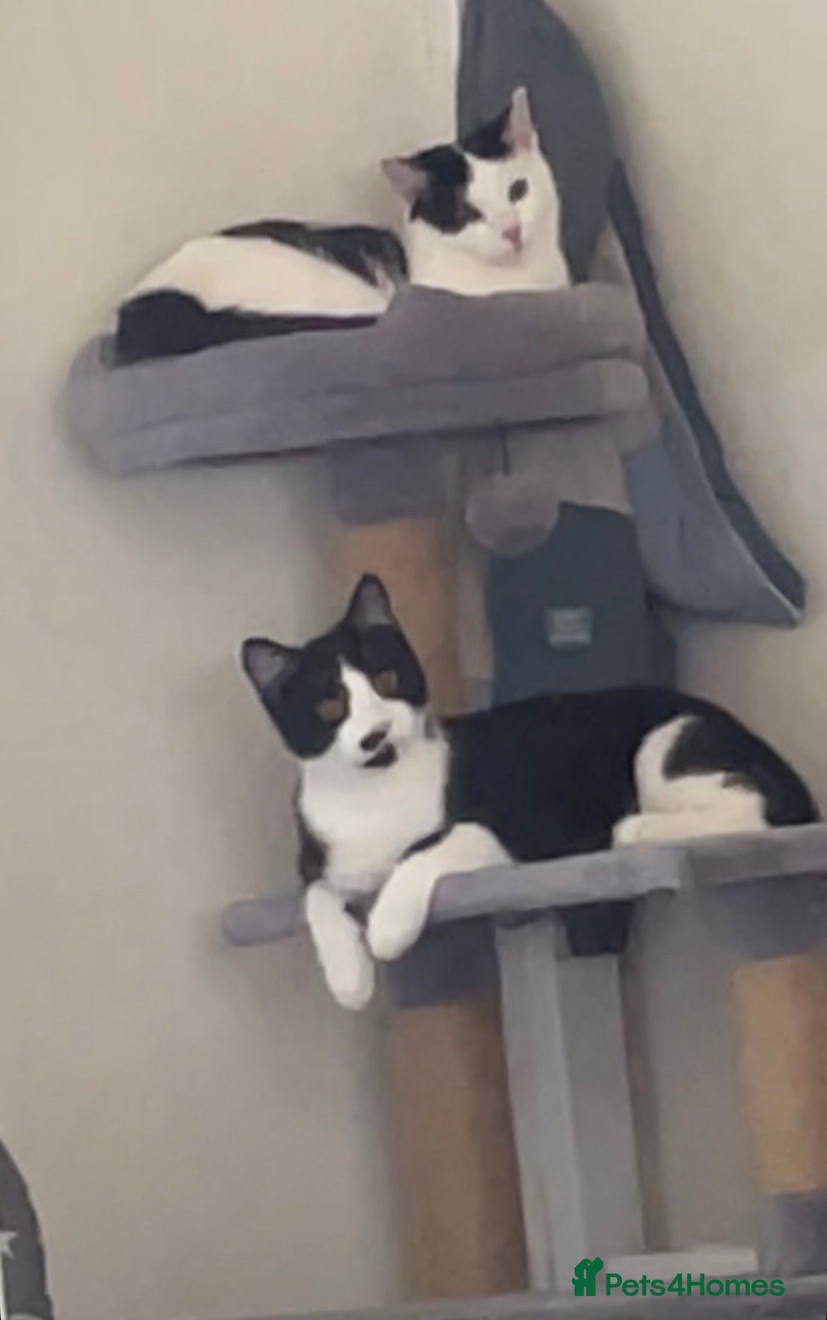Domestic Shorthair cats Chloe  - Advert 1