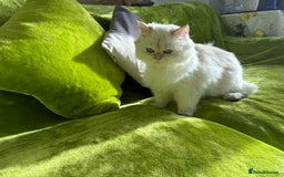 British Longhair cats for sale: British Longhair and Shorthair kittens for sale - Image 11