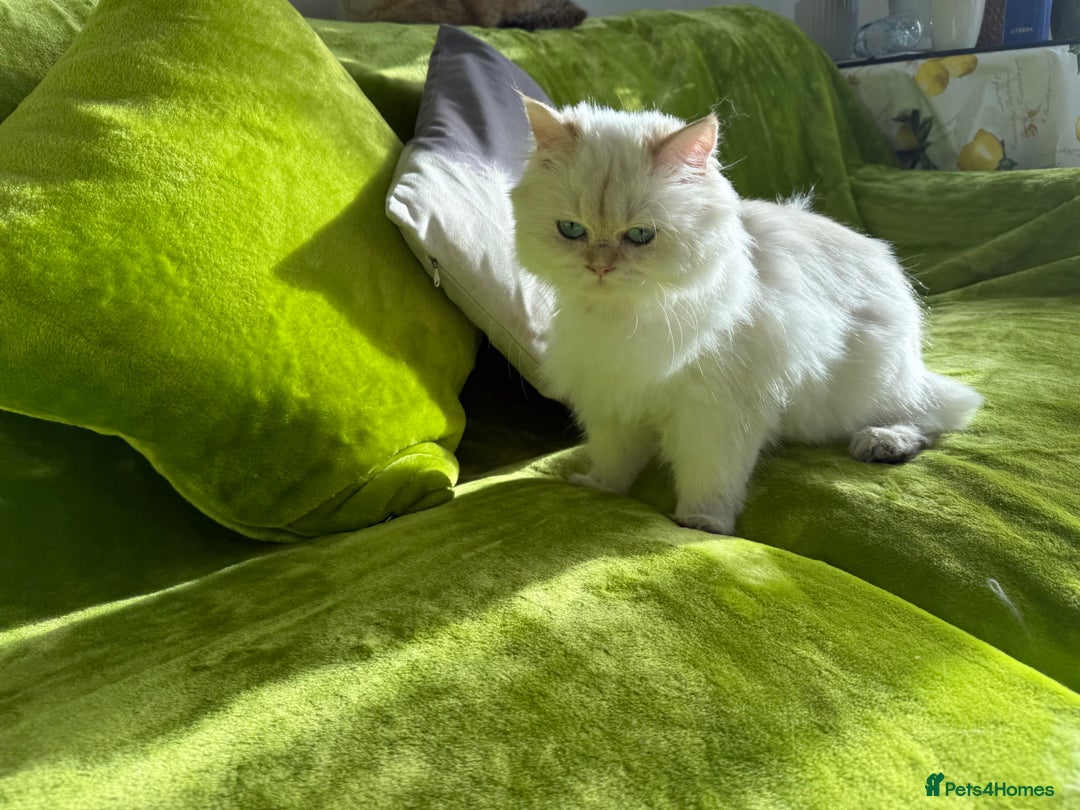 British Longhair cats for sale: British Longhair and Shorthair kittens for sale - Image 11