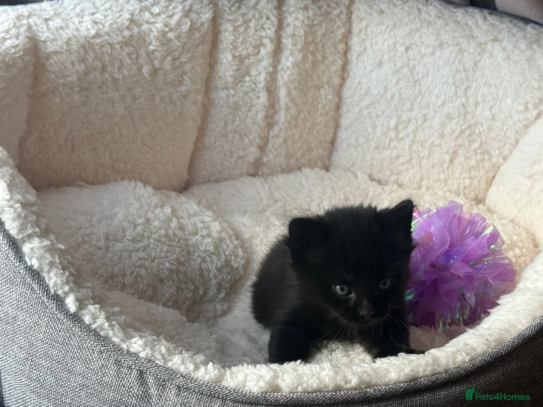 British Longhair cats for sale: British Longhair  in Ilford - Advert 5