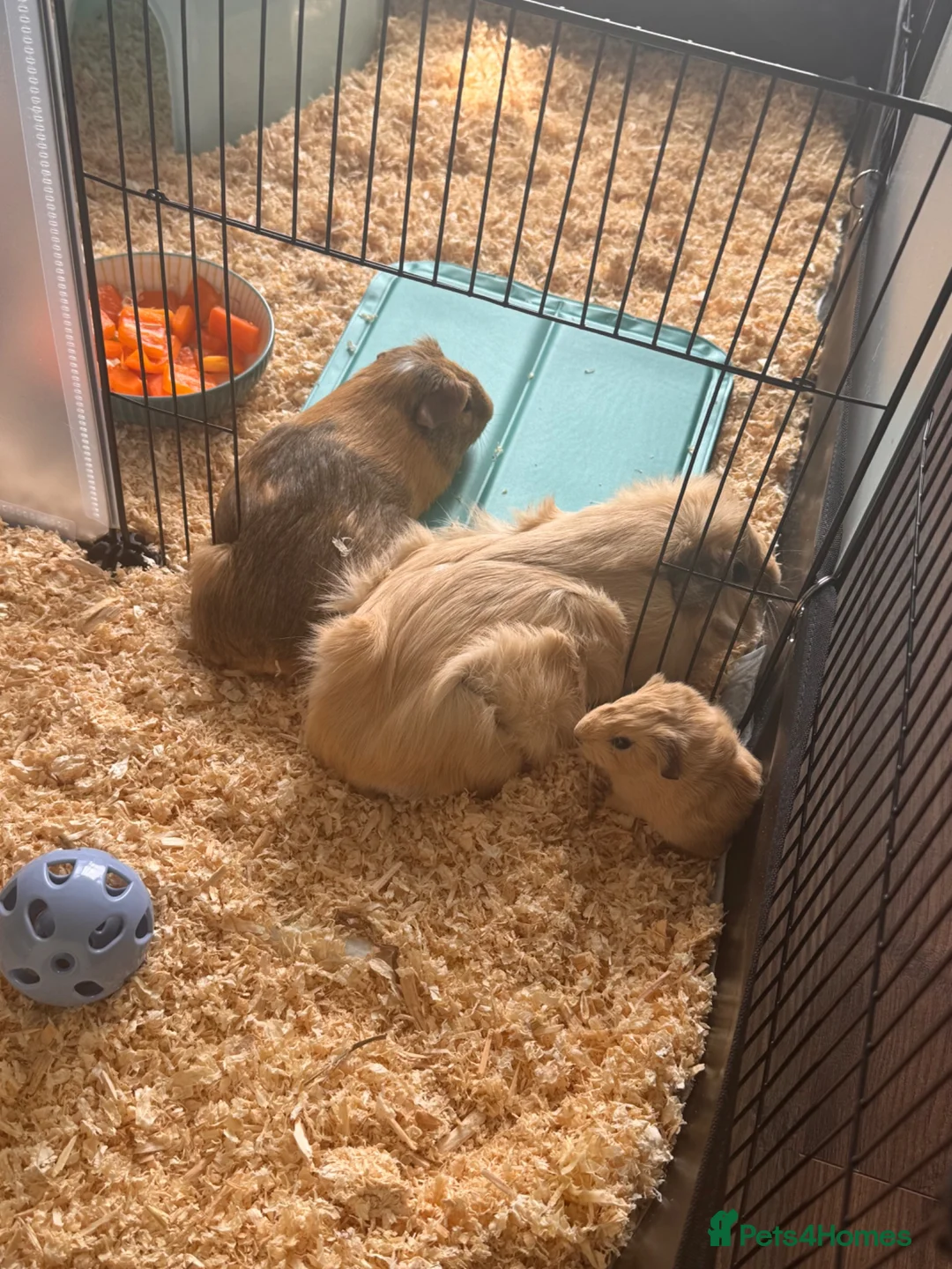 Guinea Pig rodents for sale: 4 Guinea Pigs  in London - Advert 1