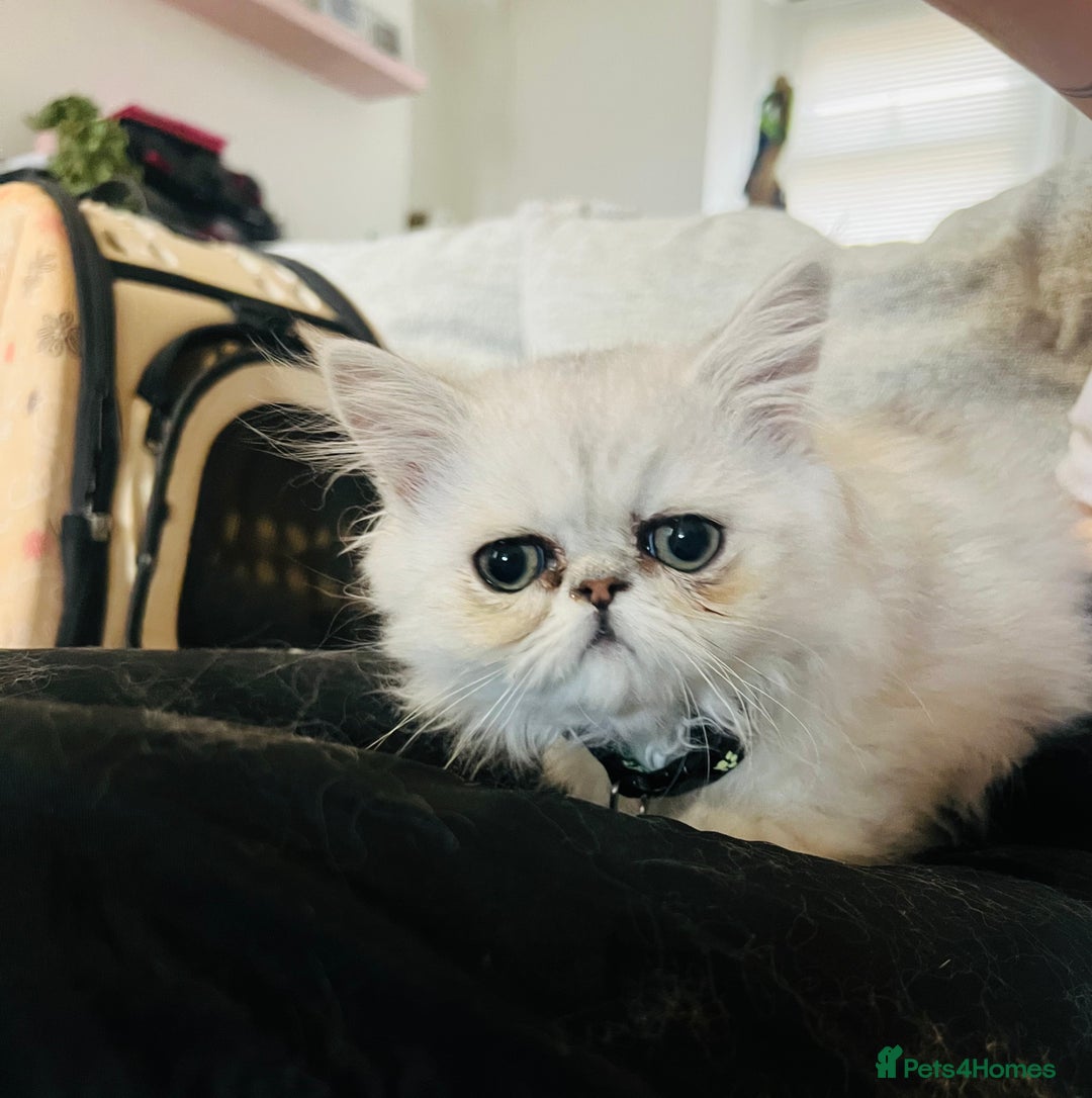 Persian cats for sale: Ready to leave - Persian chinchilla kittens♥️🐾 - Image 9