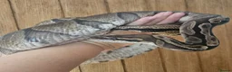 Python Snake reptiles for sale: GHI Royal Python  in Sleaford - Advert 6