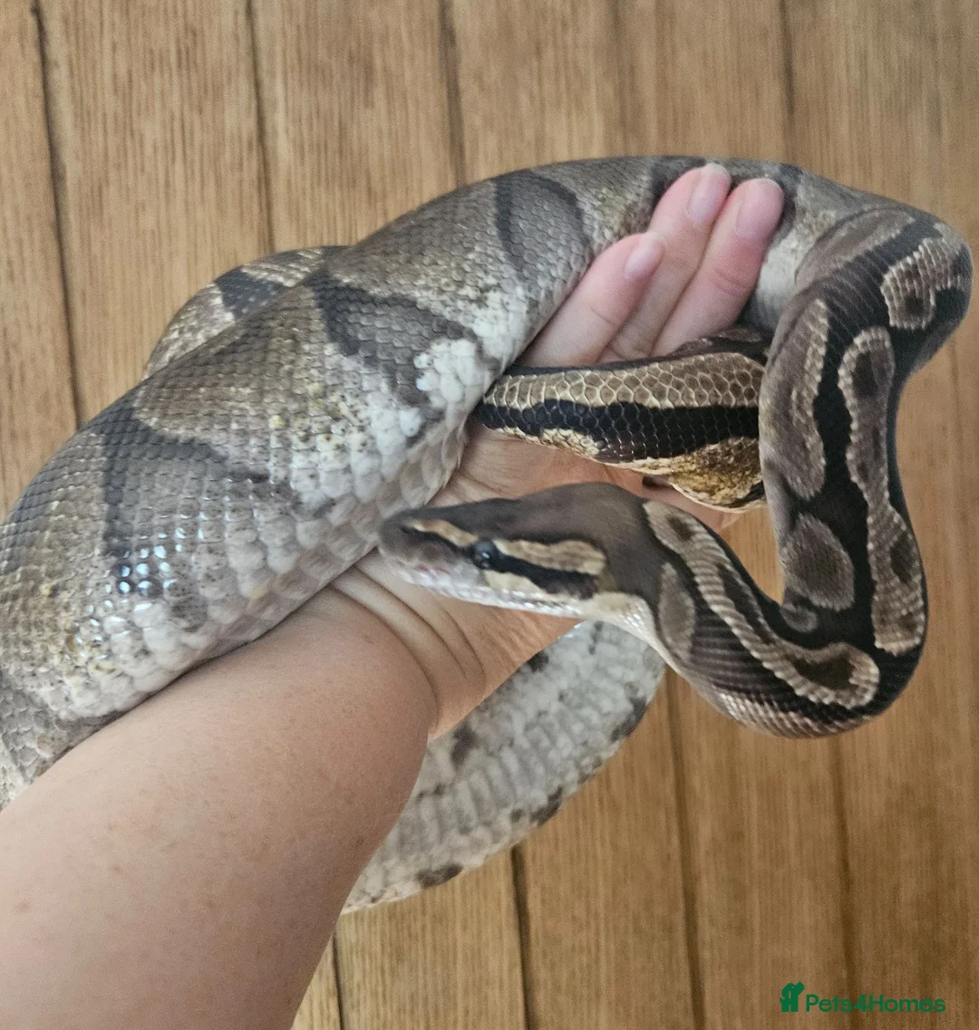 Python Snake reptiles for sale: GHI Royal Python  in Sleaford - Advert 6