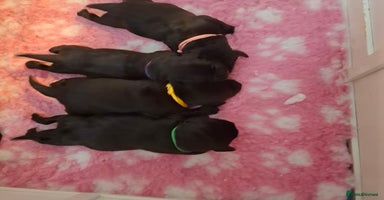 Labrador Retriever dogs - Advert 8