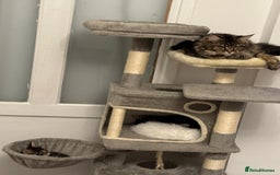 Maine Coon cats for sale: White and Tabby full breed Maine coons for sale  - Image 5