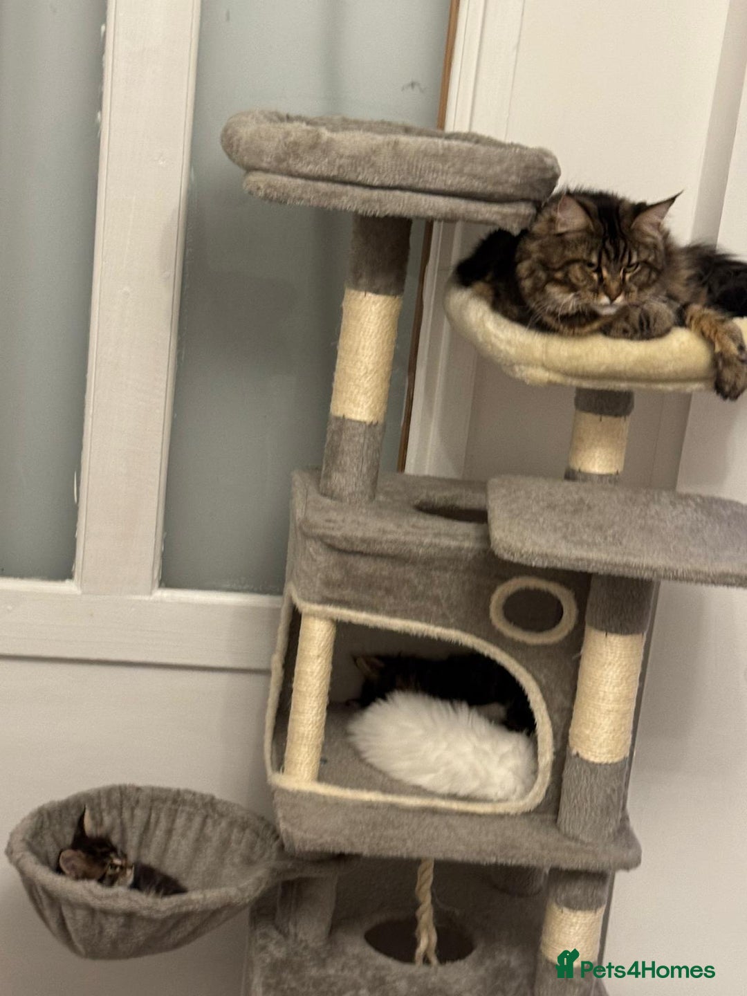 Maine Coon cats for sale: White and Tabby full breed Maine coons for sale  - Image 5