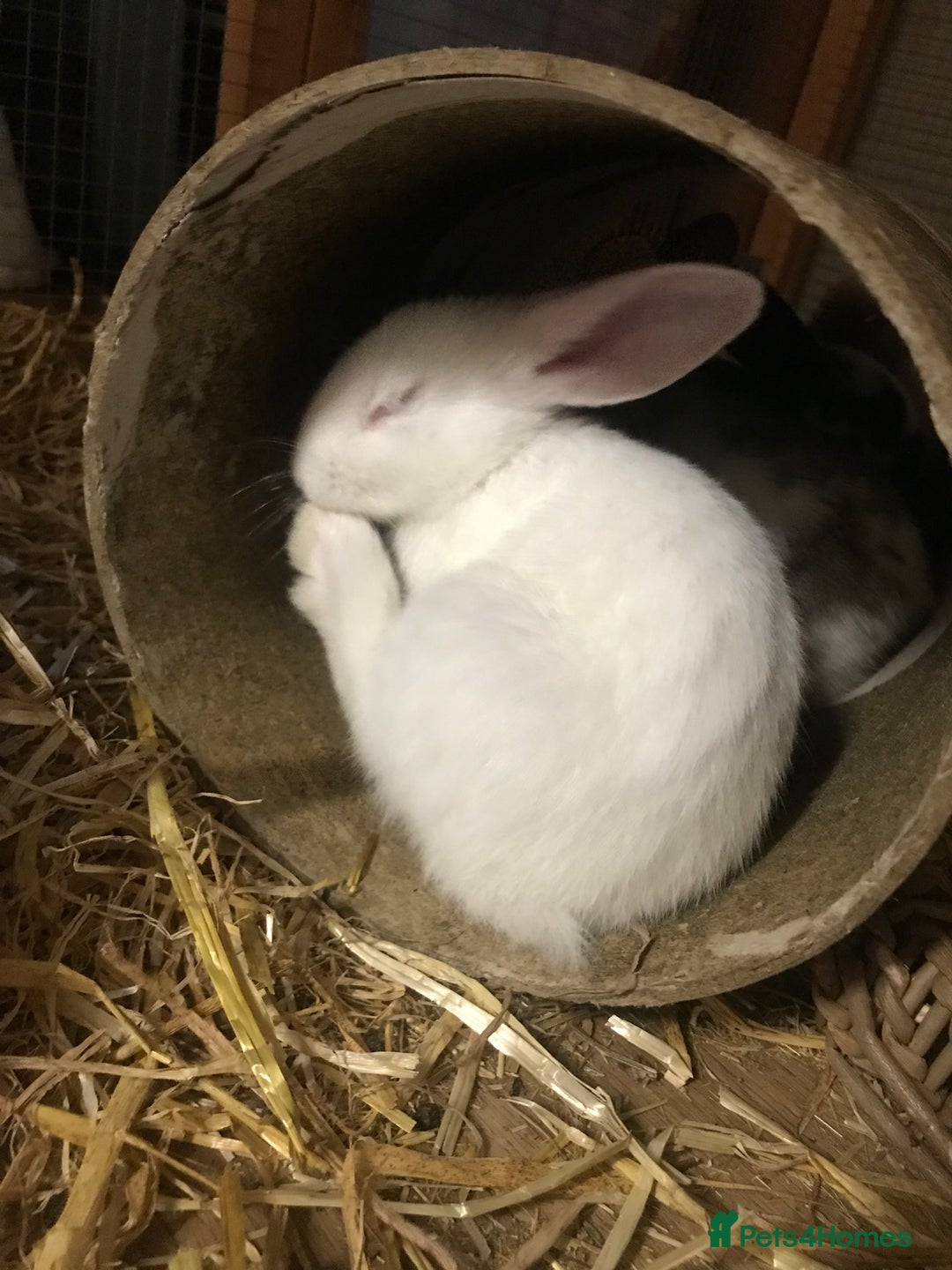 Mixed Breed rabbits for sale: Baby rabbits mixed breed  - Image 1