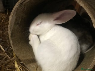 Mixed Breed rabbits for sale - Advert 1
