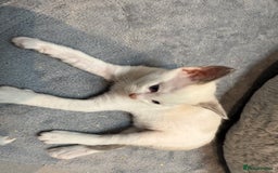 Ragdoll cats for sale: Ragdoll Kittens For Sale  - Image 4