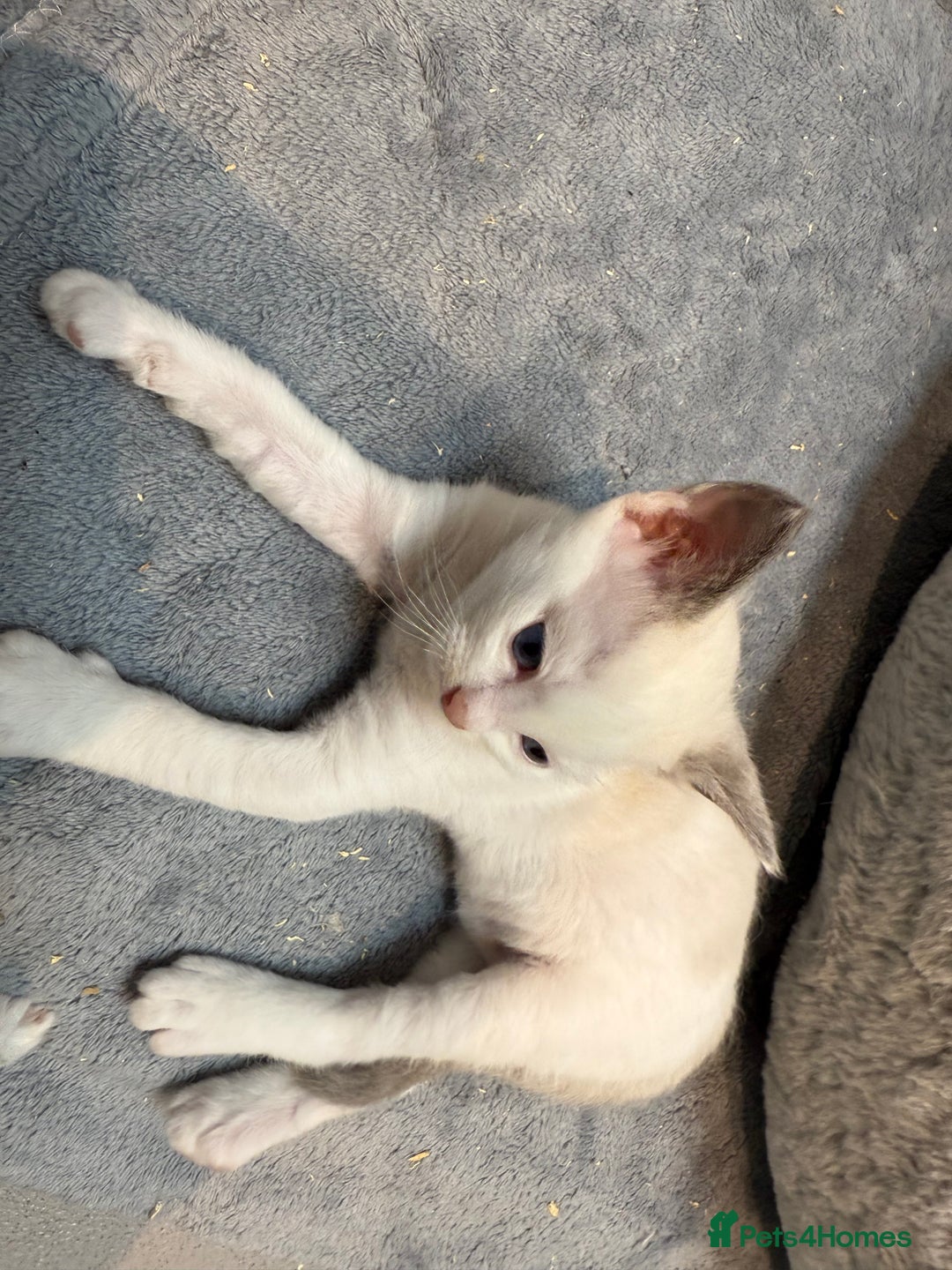 Ragdoll cats for sale: Ragdoll Kittens For Sale  - Image 4