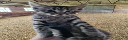 Mixed Breed cats for sale: Beautiful tabby female  - Advert 5