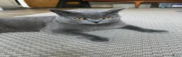 British Shorthair cats for sale: Smokey - Advert 3