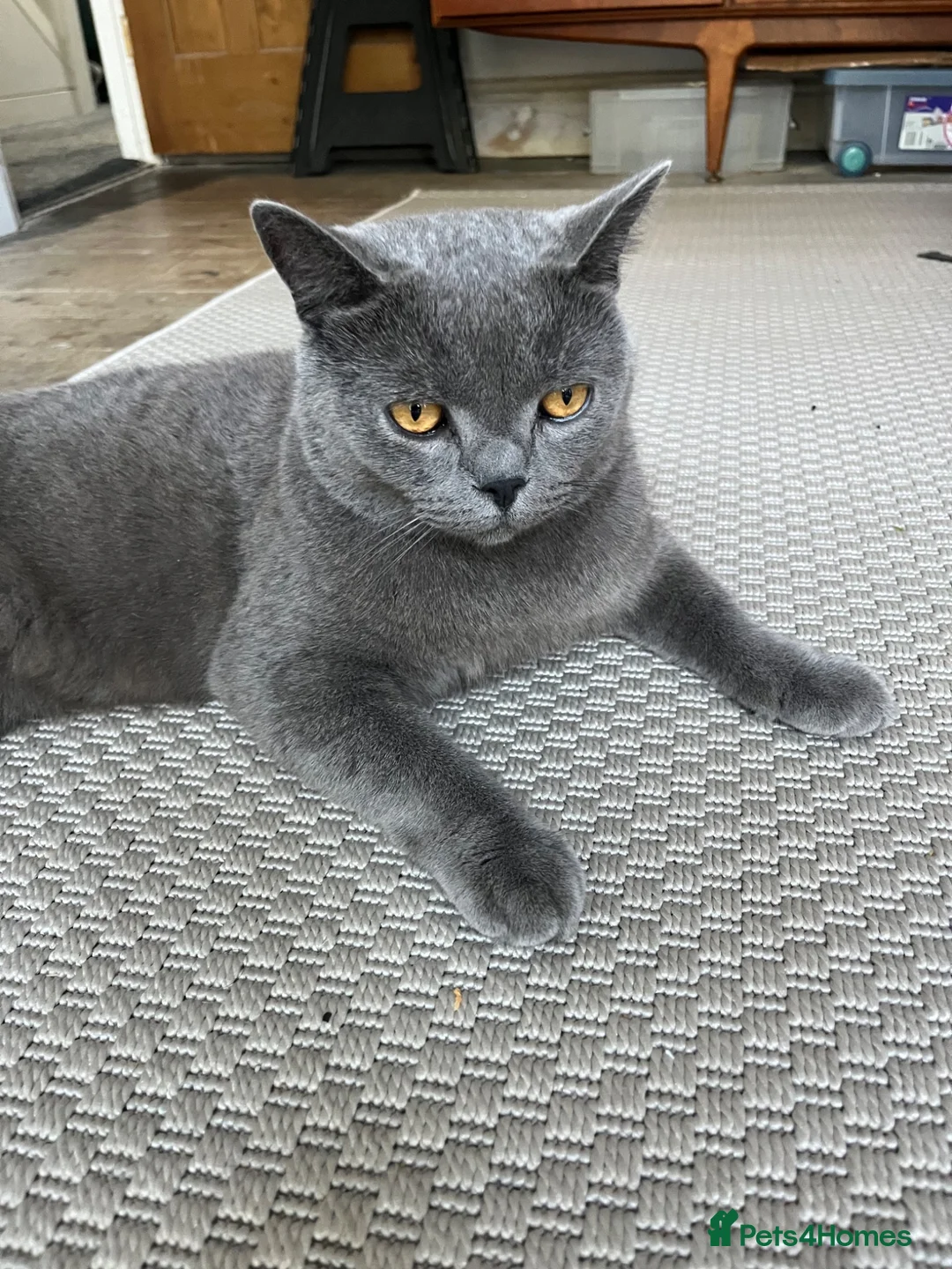British Shorthair cats for sale: Smokey - Advert 3