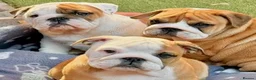 English Bulldog dogs for sale: LAST GIRL LEFT! KC Bulldog Puppy CHAMPION LINES - Advert 1