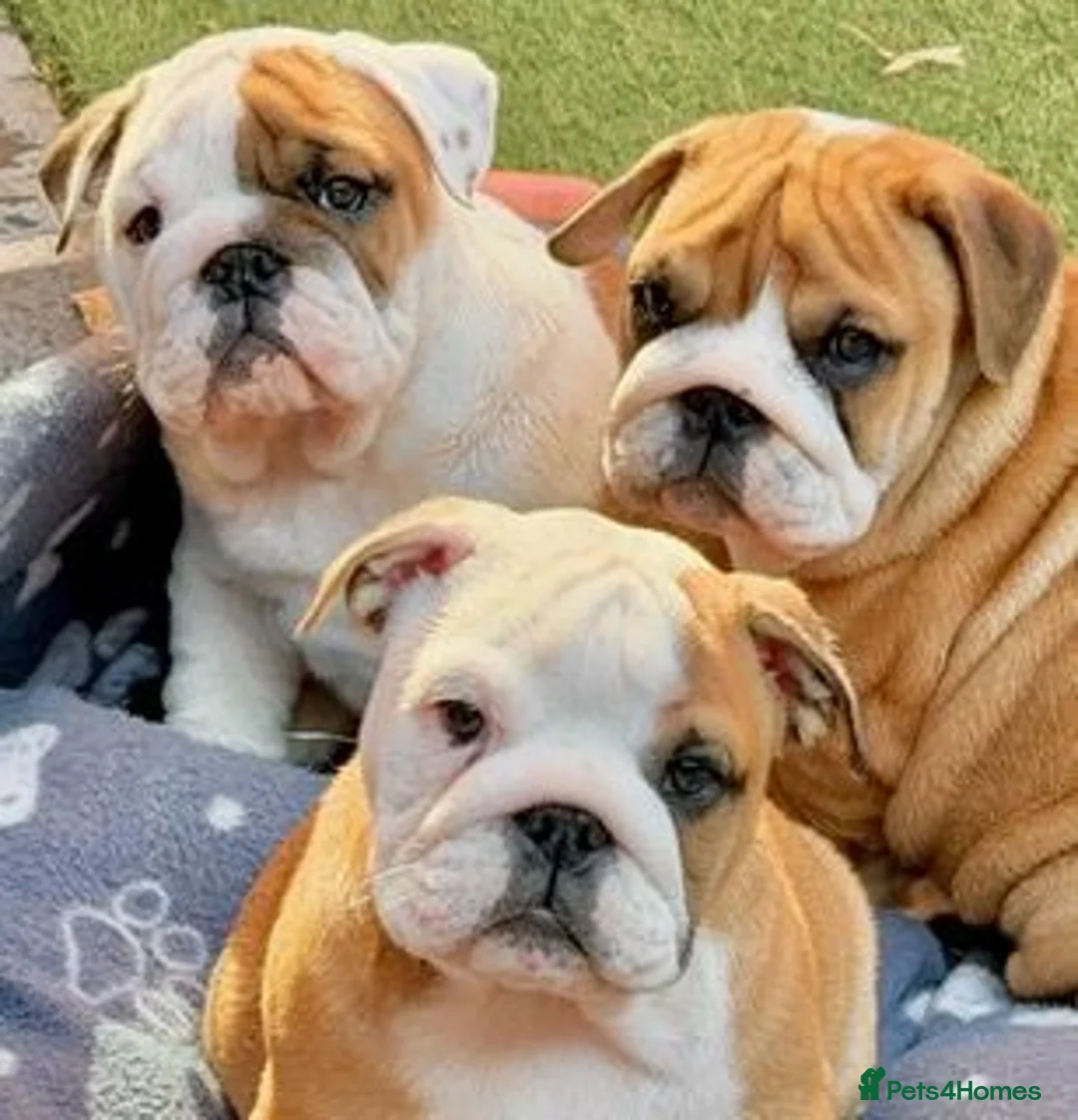 English Bulldog dogs for sale: LAST GIRL LEFT! KC Bulldog Puppy CHAMPION LINES - Advert 1