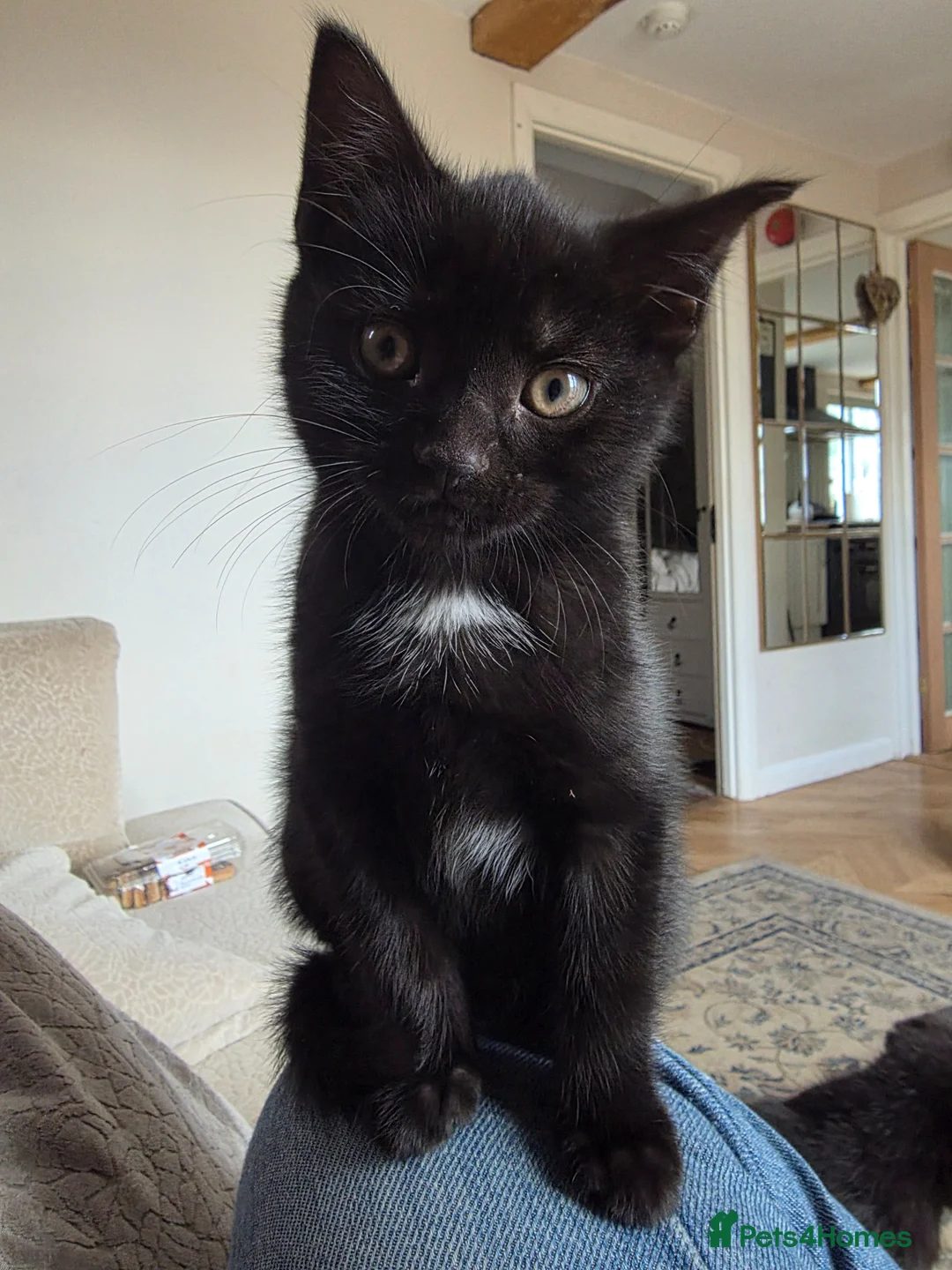Mixed Breed cats for sale: Playful black kittens  - Advert 1