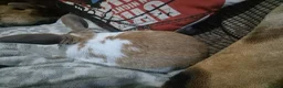 Mixed Breed rabbits for sale: 2 bunnies in Swindon - Advert 2