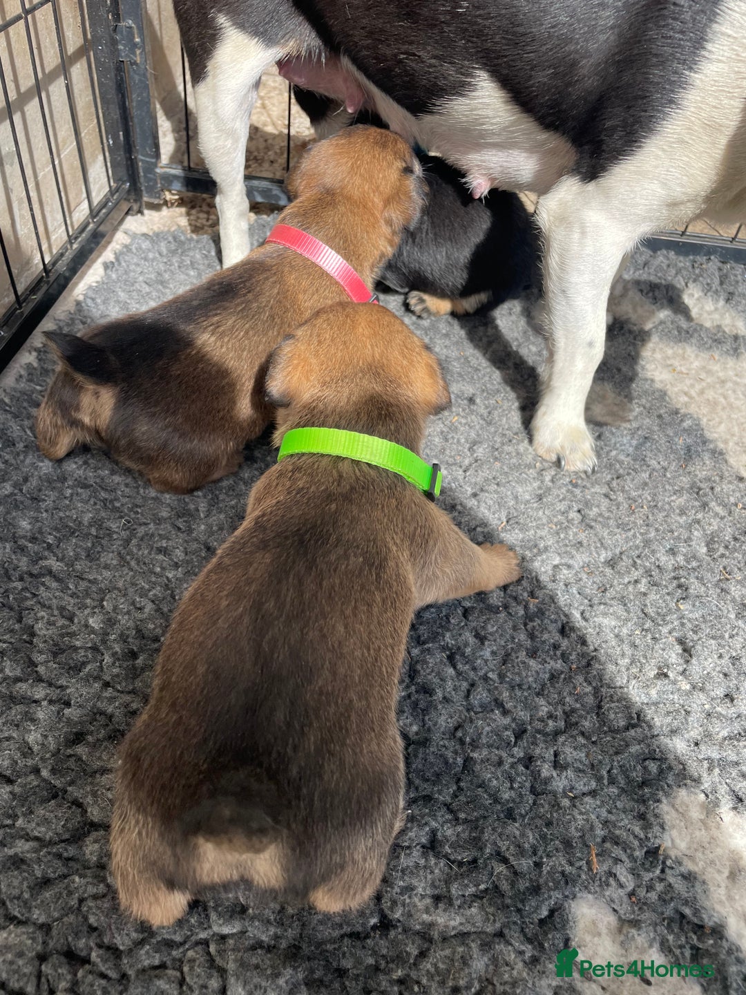 Jack Russell dogs for sale: Working Miniature Jack Russell's - Image 6