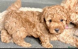 Yorkiepoo dogs for sale: Tiny adorable yorkiepoo puppies - Image 3