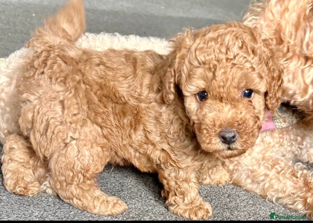 Yorkiepoo dogs for sale: Tiny adorable yorkiepoo puppies - Image 3