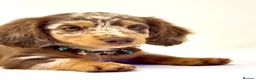 Miniature Dachshund dogs for sale: Longhaired miniature dachshund girl - Advert 3