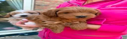 Shihpoo dogs for sale: Two Beautiful Shihpoo Puppies looking for home🏡  - Advert 9