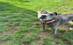 Staffordshire Bull Terrier dogs for sale: Staffordshire bull terrier - Image 1