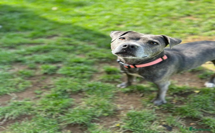 Staffordshire Bull Terrier dogs - Advert 2